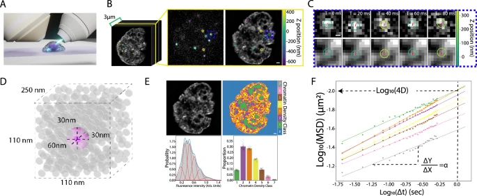 Correlative single molecule lattice light sheet imaging reveals the dynamic relationship between nucleosomes and the local chromatin environment