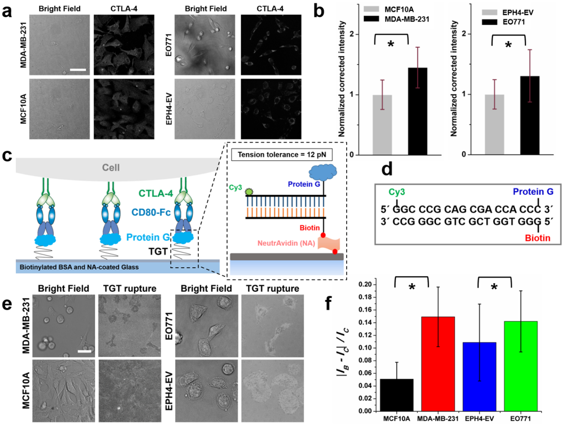 Force-dependent trans-endocytosis by breast cancer cells depletes costimulatory receptor CD80 and attenuates T cell activation