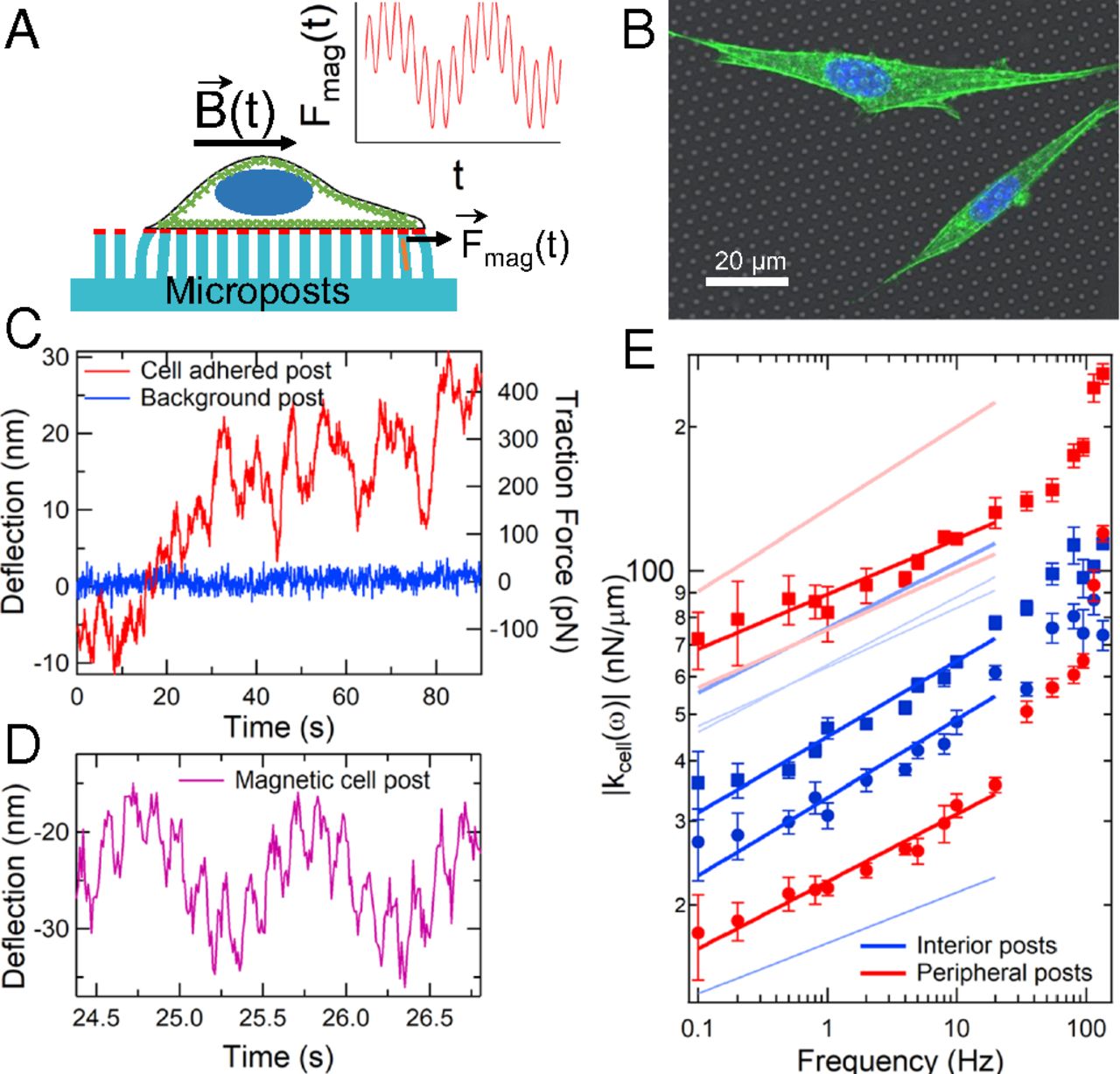 Dissecting fat-tailed fluctuations in the cytoskeleton with active micropost arrays